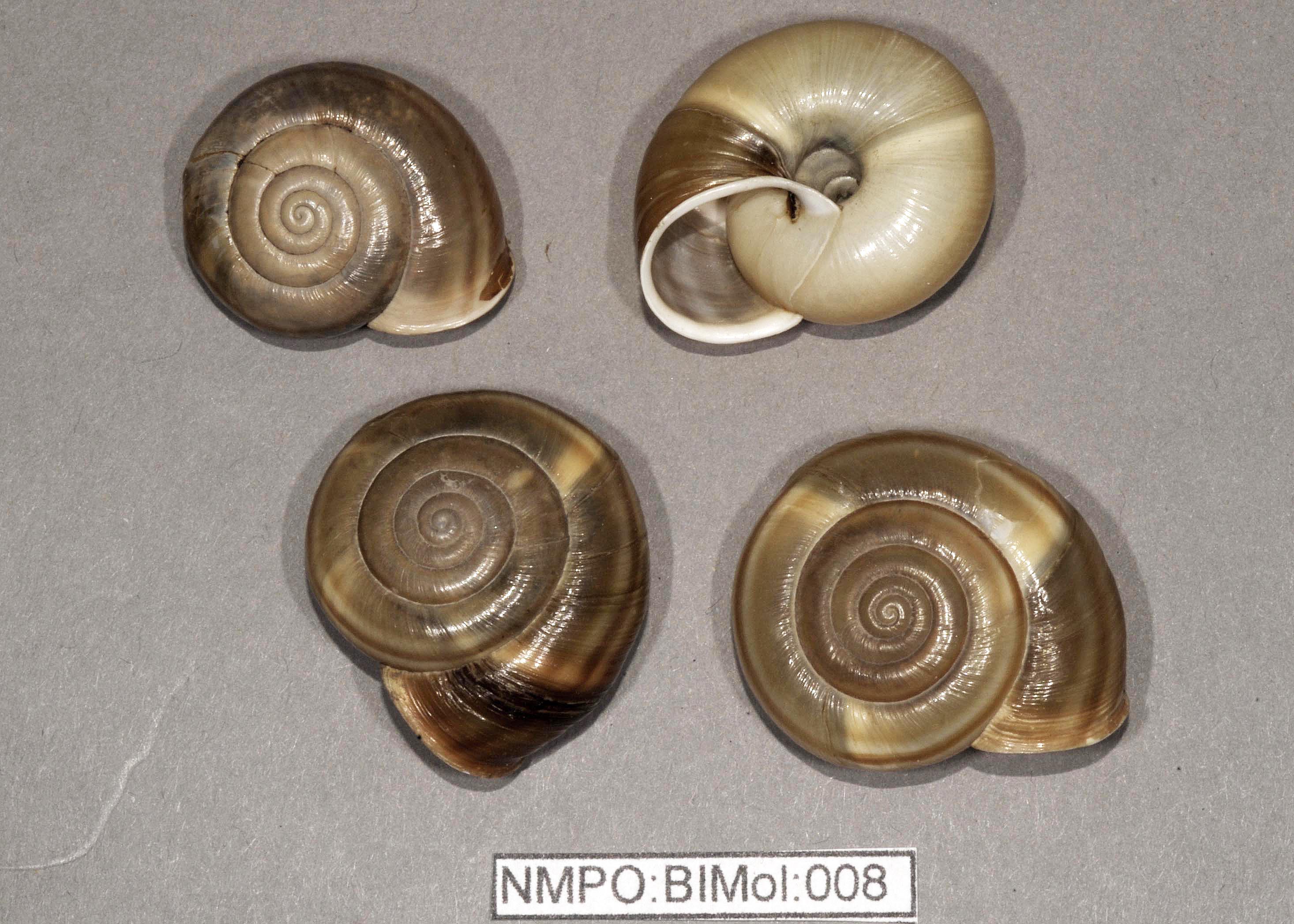 8, Chilostoma illyricum_DSC3817